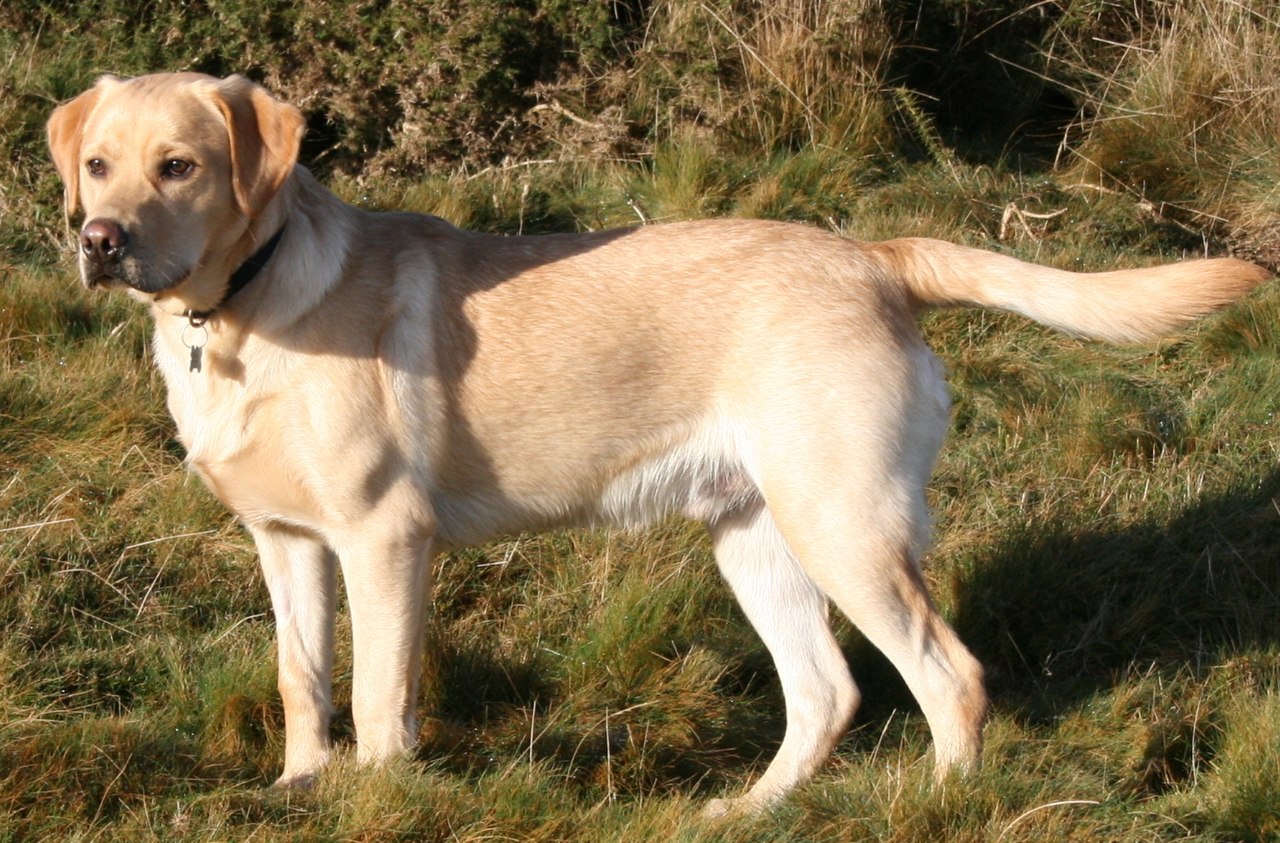 Labrador Retriever image